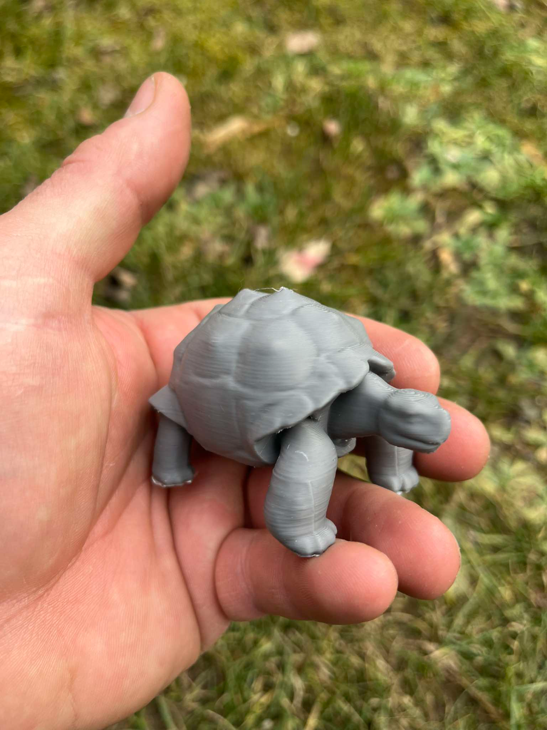 Land turtle