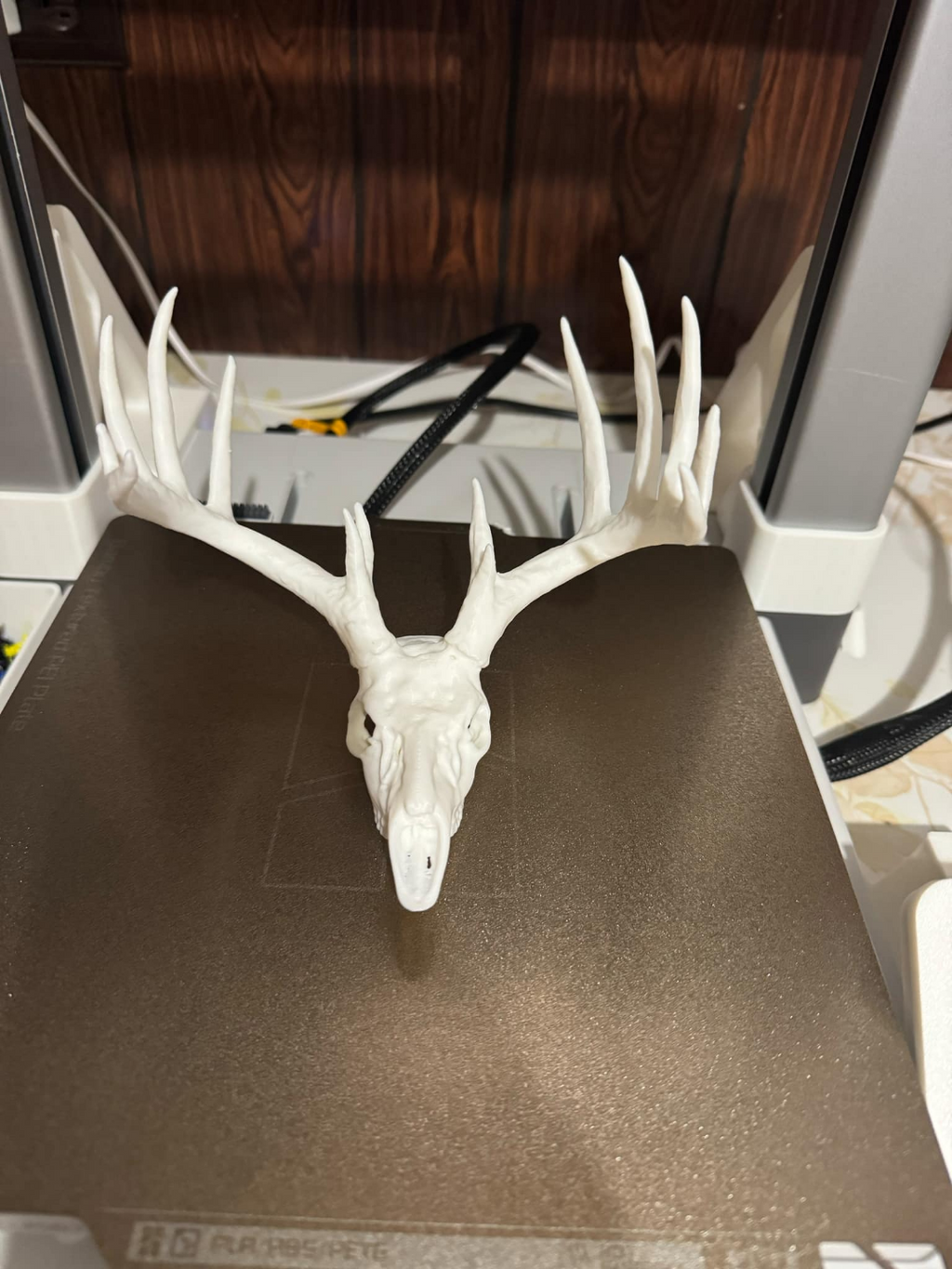 whitetail deer skull