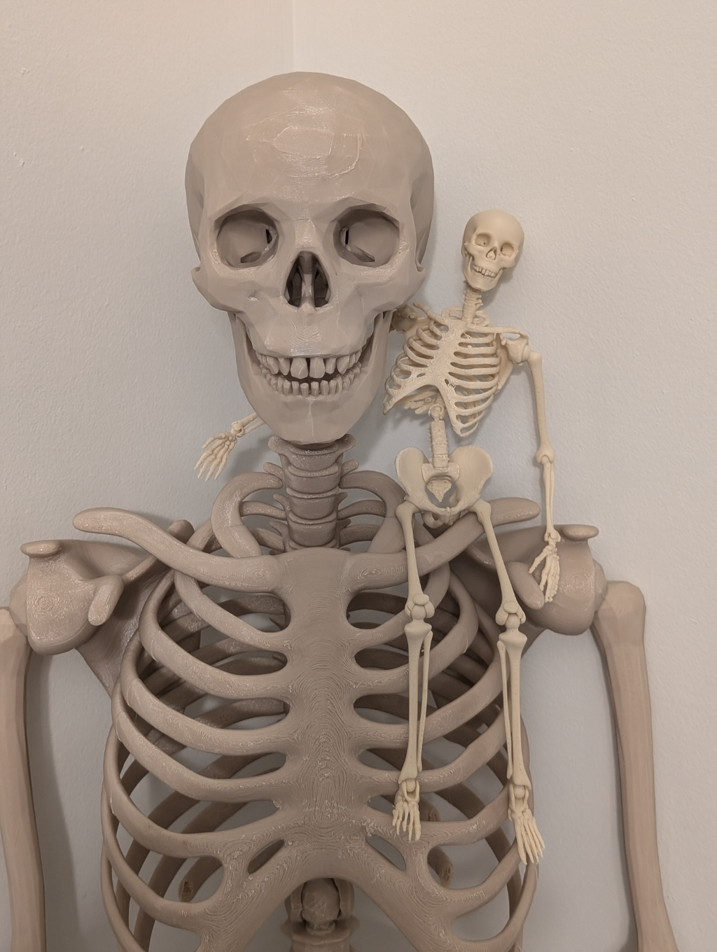 Articulated Skeleton