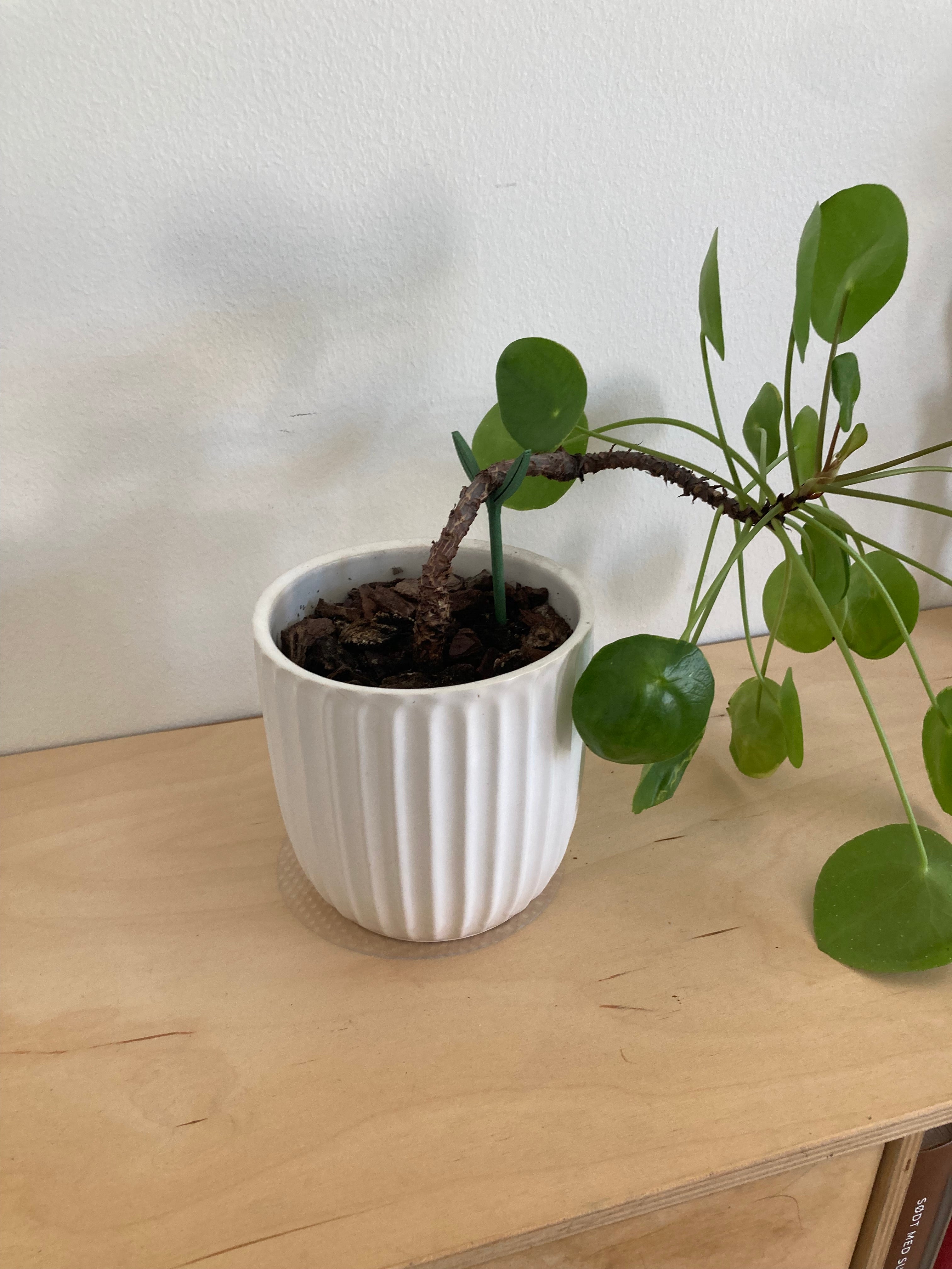plant support