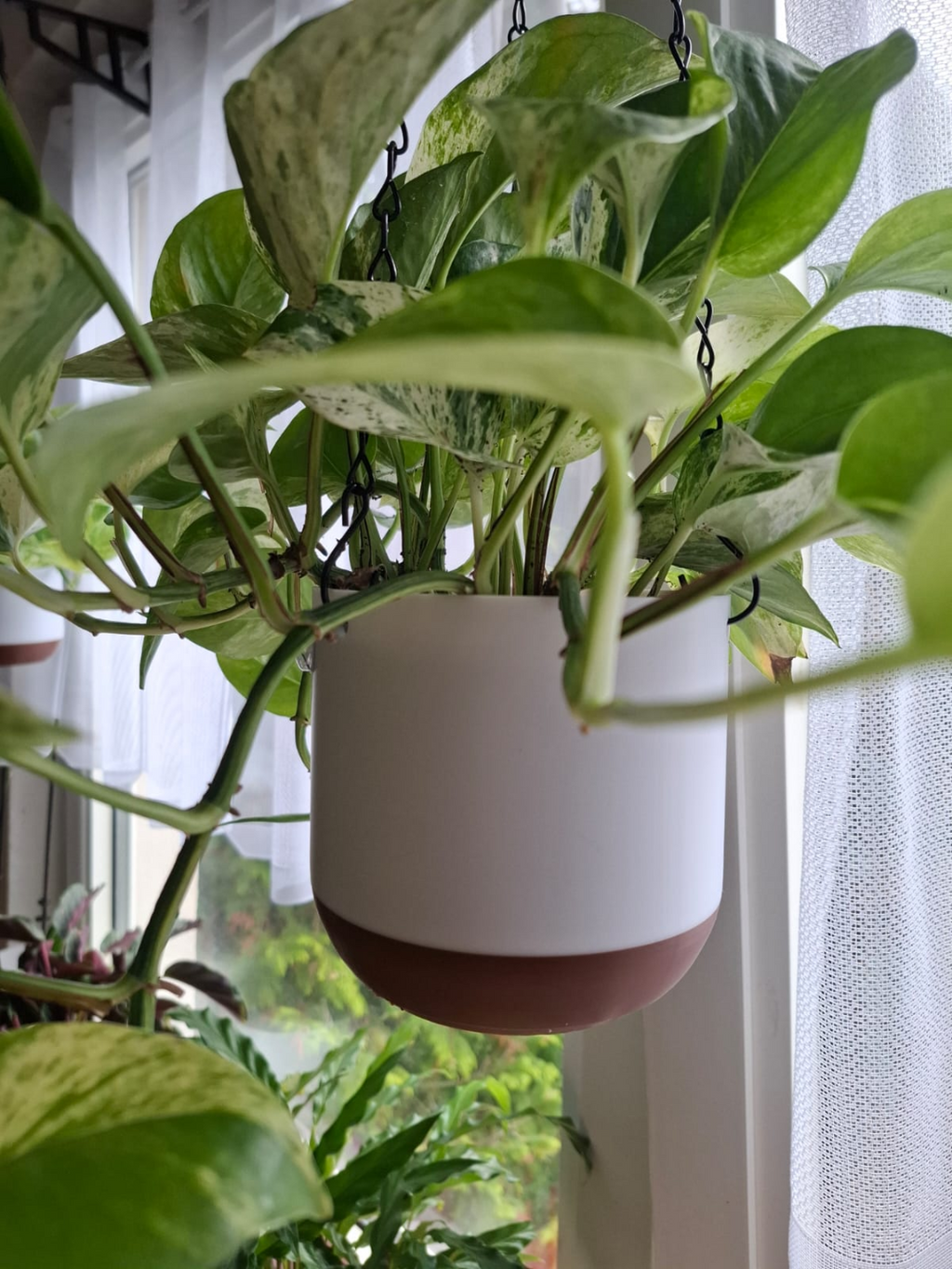 Hanging Planter