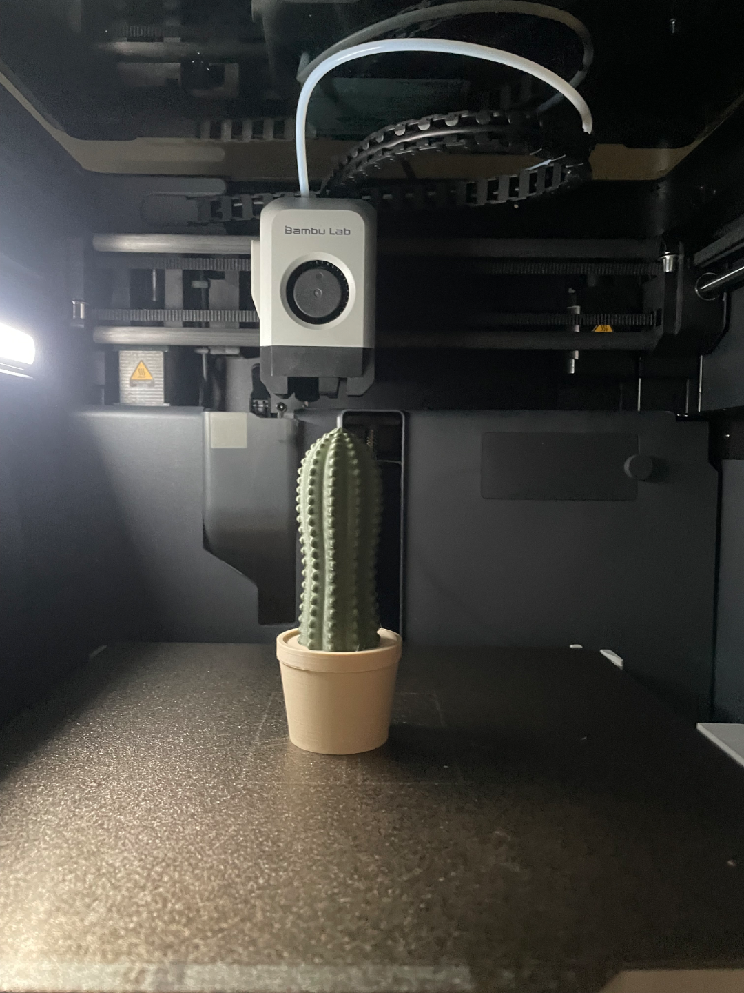 cactus in pots