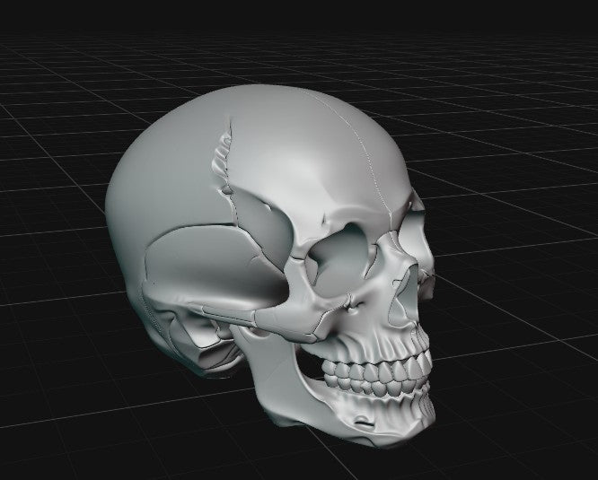 cranium