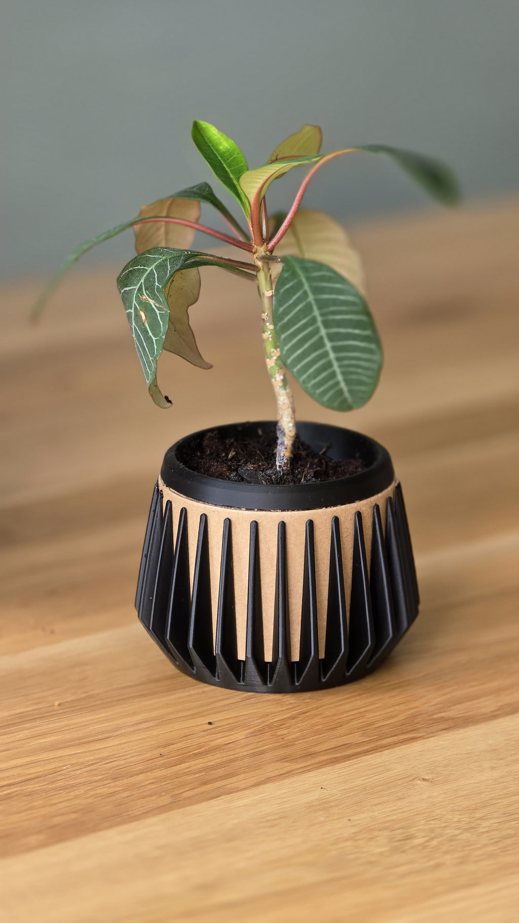 Cardboard Spool Flower Pot