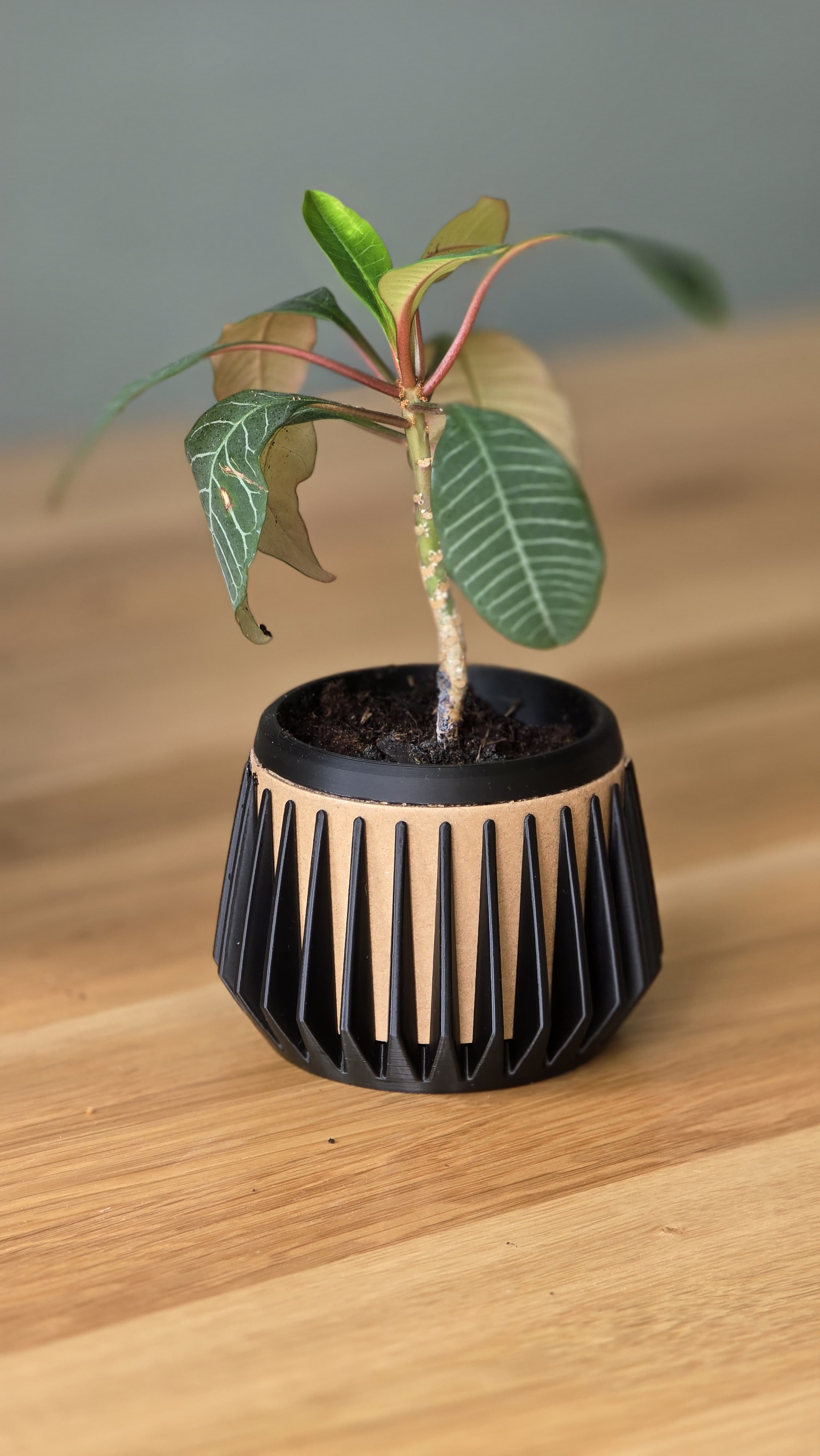 Cardboard Spool Flower Pot