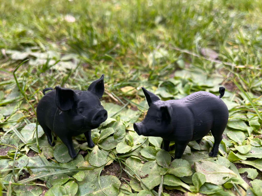 Cute little pigs on the farm