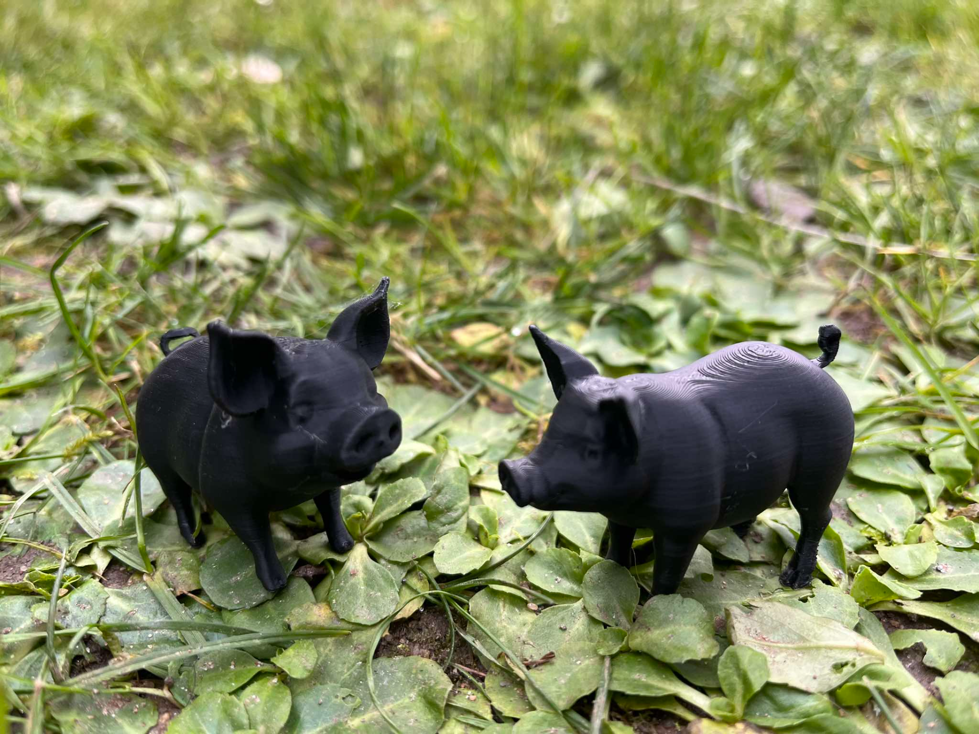 Cute little pigs on the farm