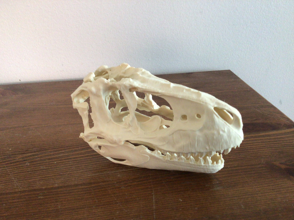 Albertasaurus skull