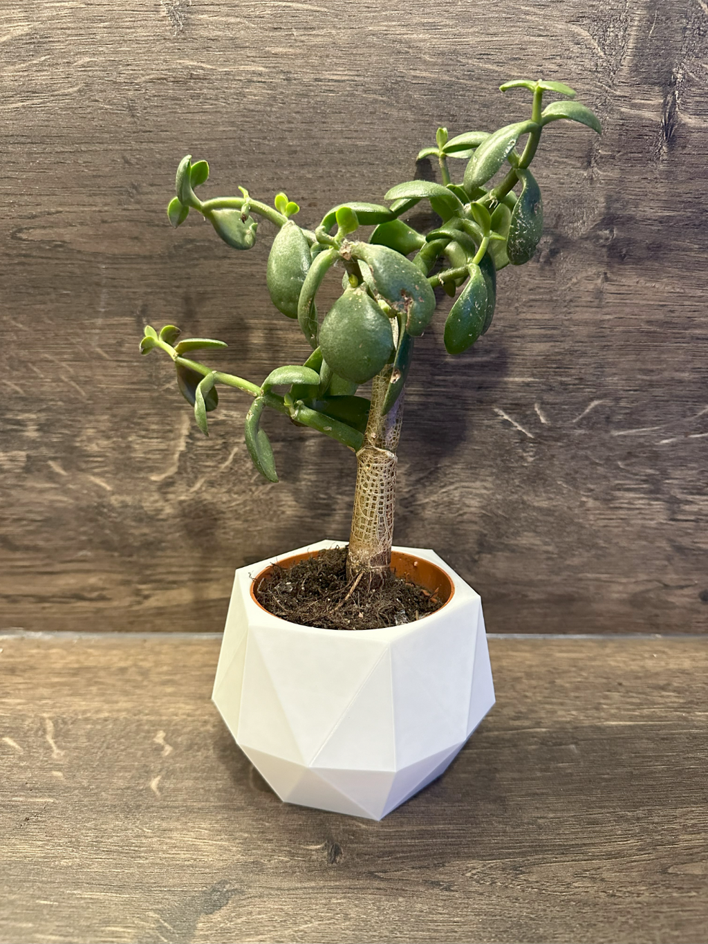 Plant Pot "Modern"