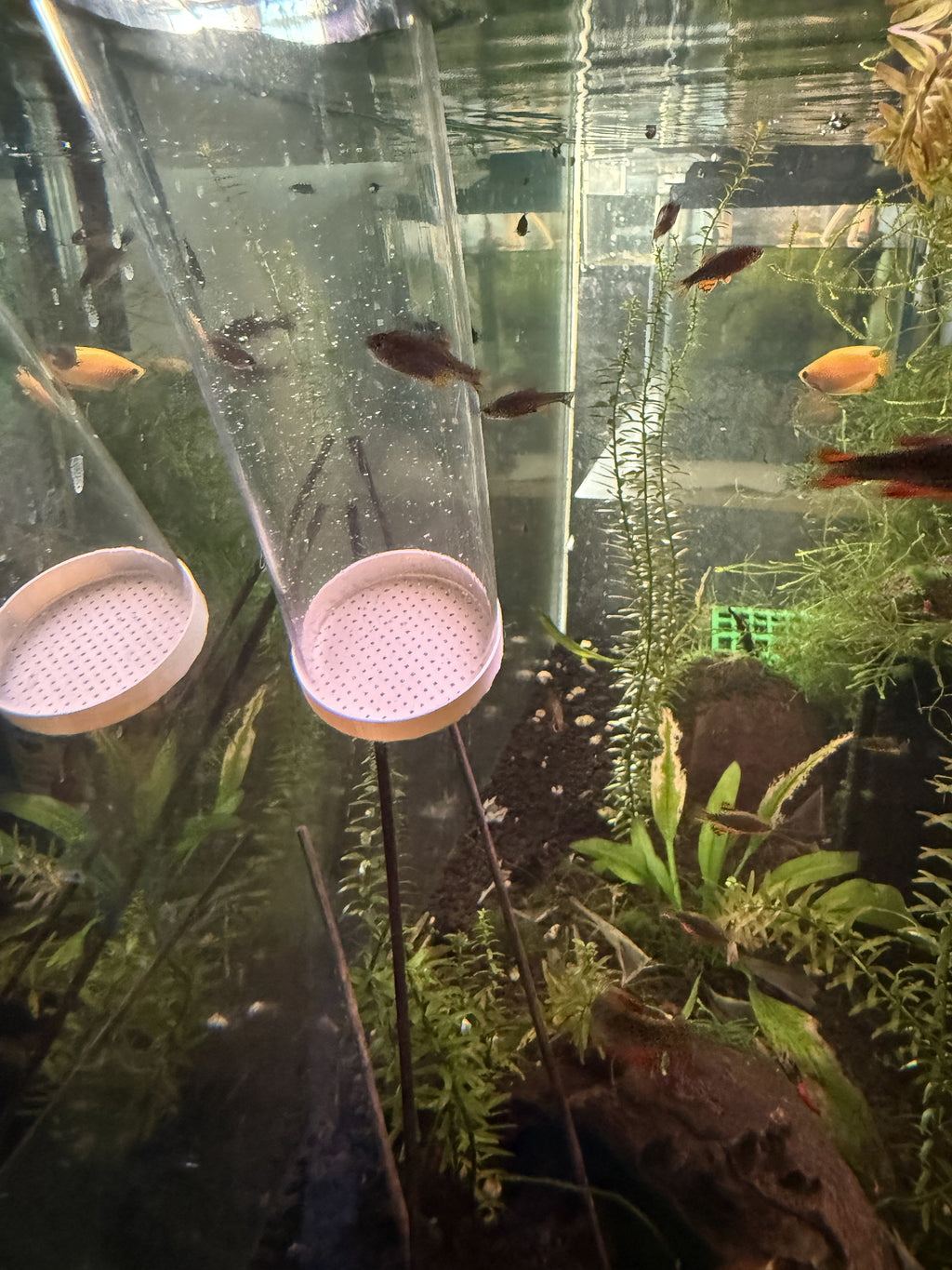 Python Water Change Cap for Shrimp