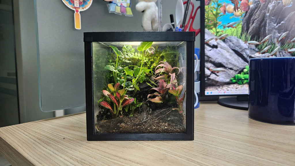 Terarium 12 x12 x12