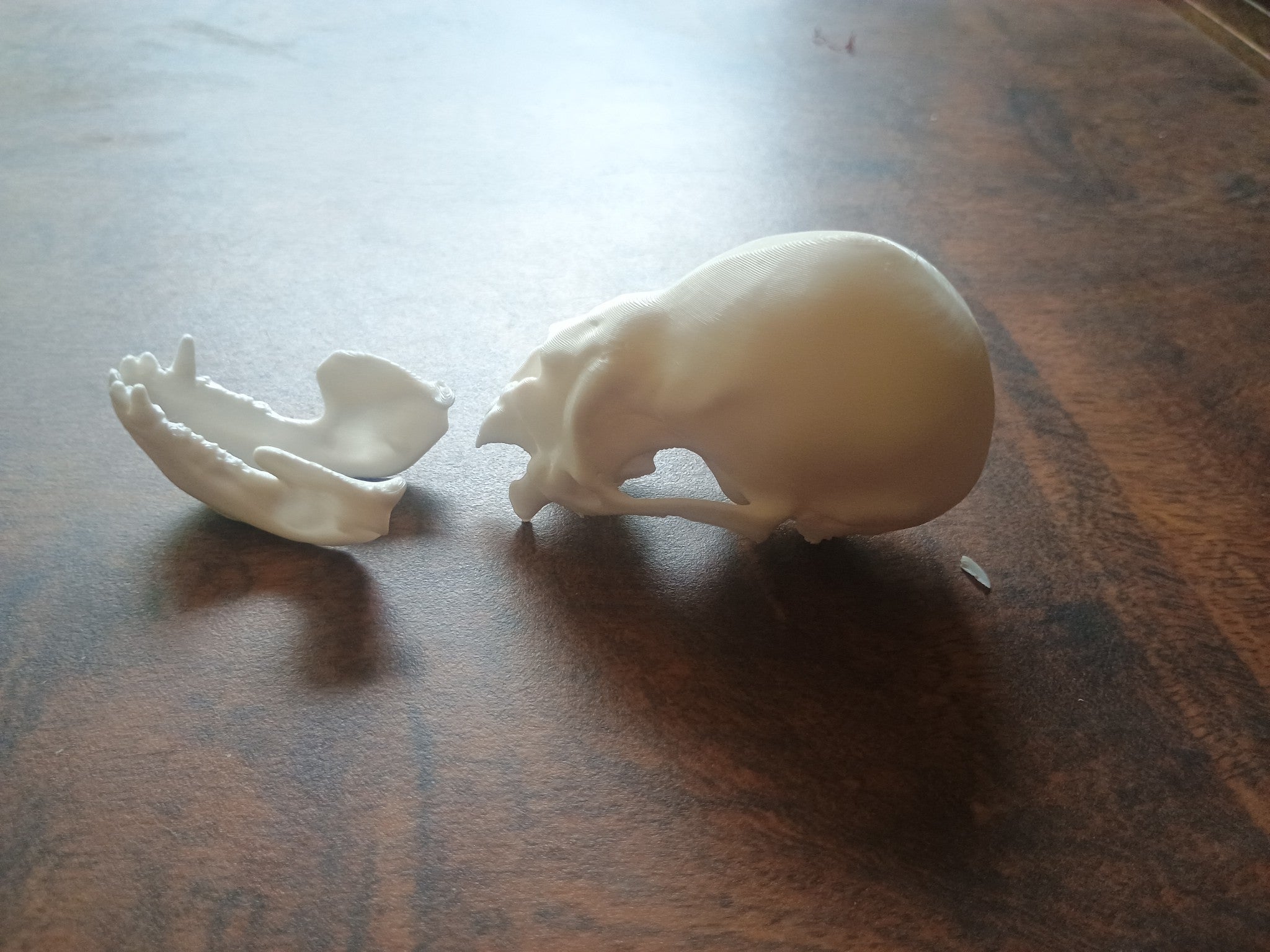 Vampire Bat Skull and Jaw