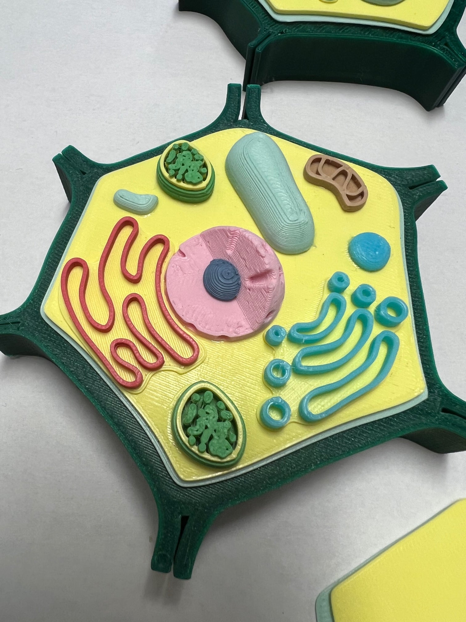 Small Plant Cell Model for Biology