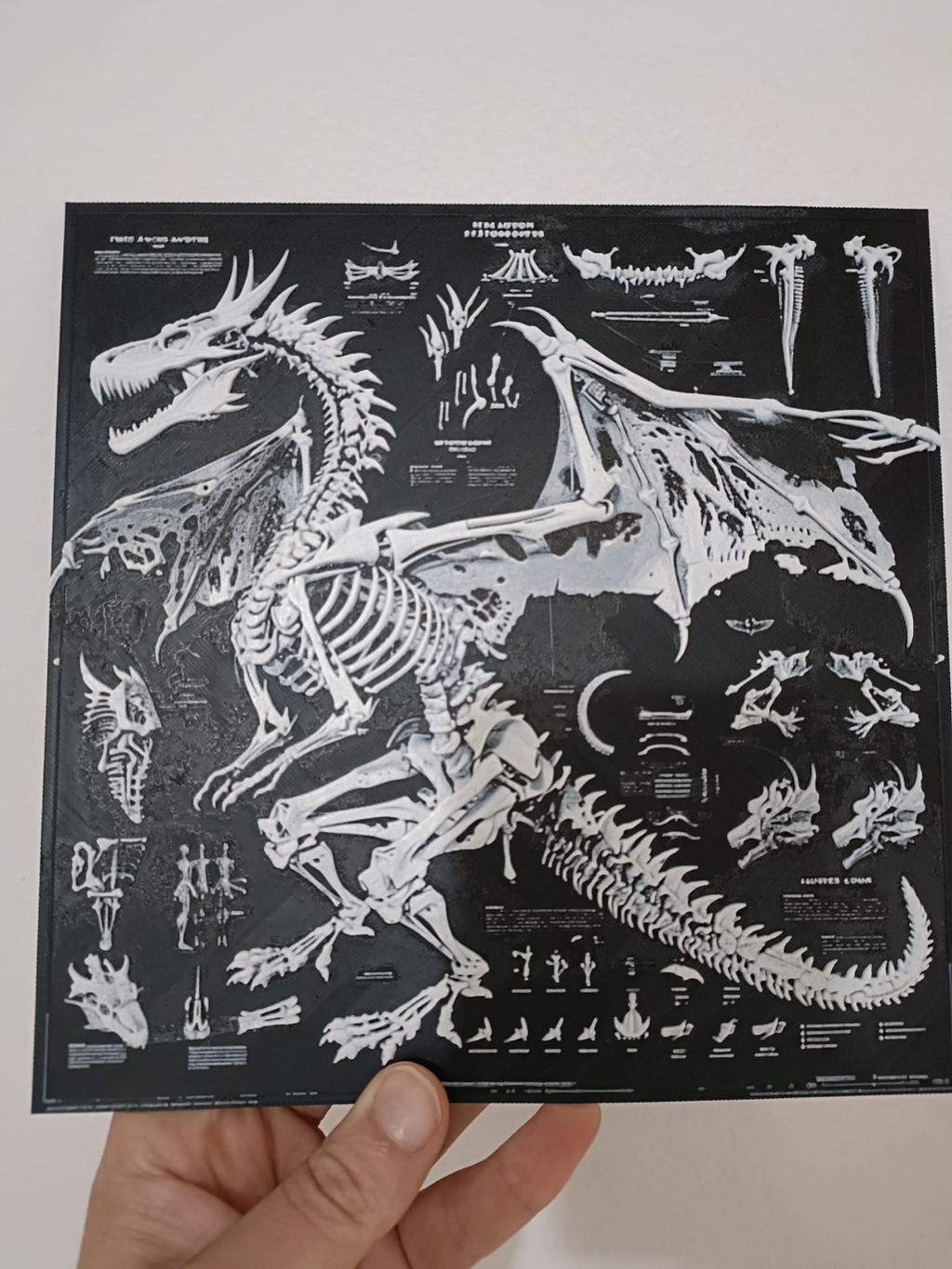 Dragon Anatomy Poster - B&W