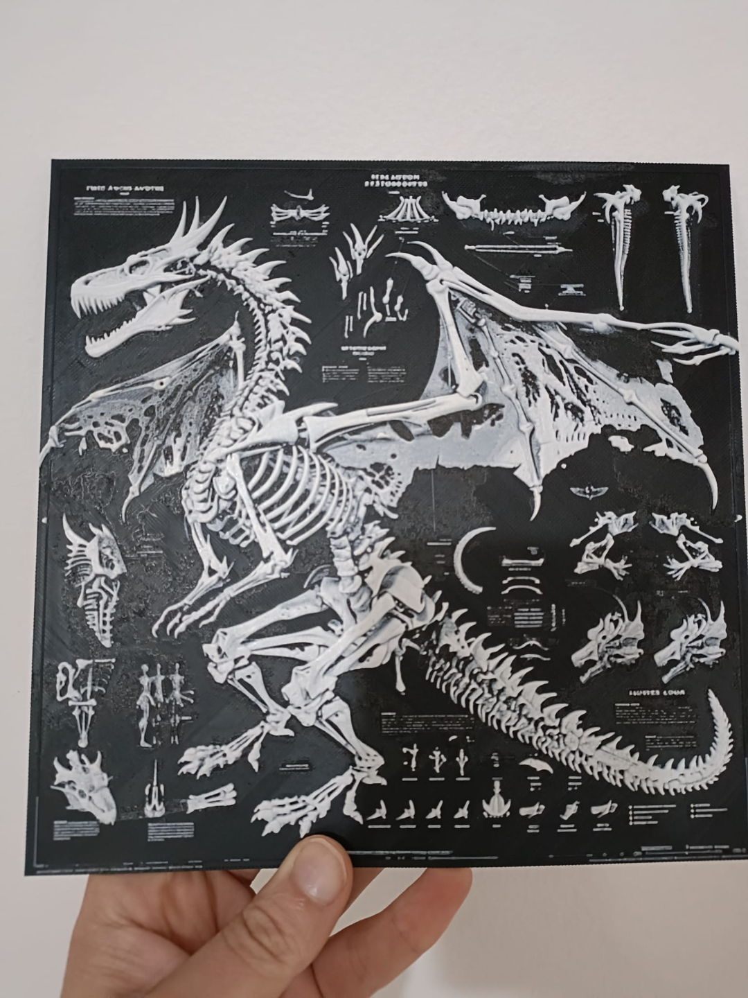 Dragon Anatomy Poster - B&W