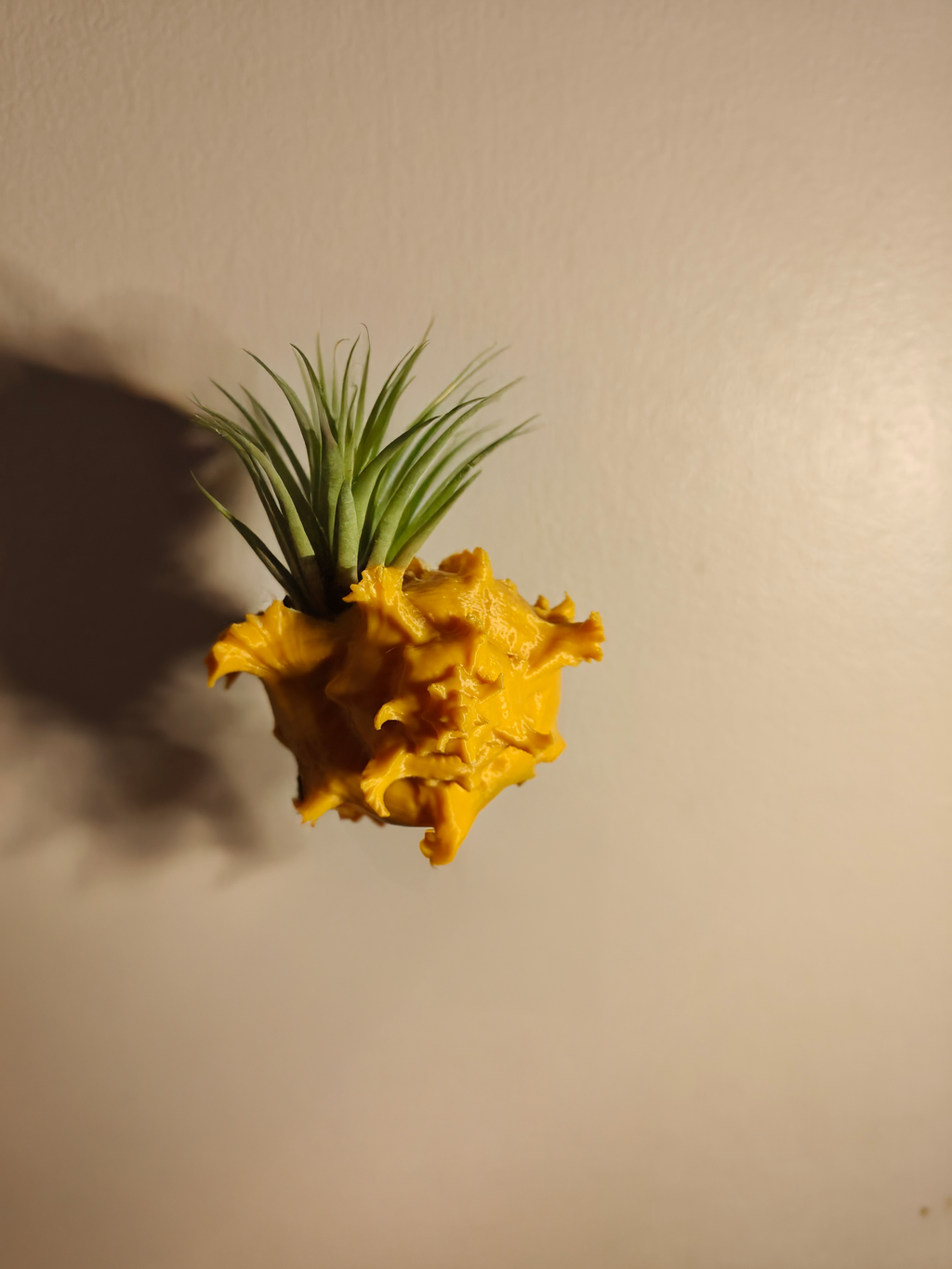 Shell Airplant Holder OR Just use as Decor !