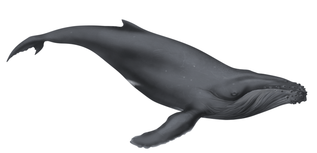 Gray Whale.