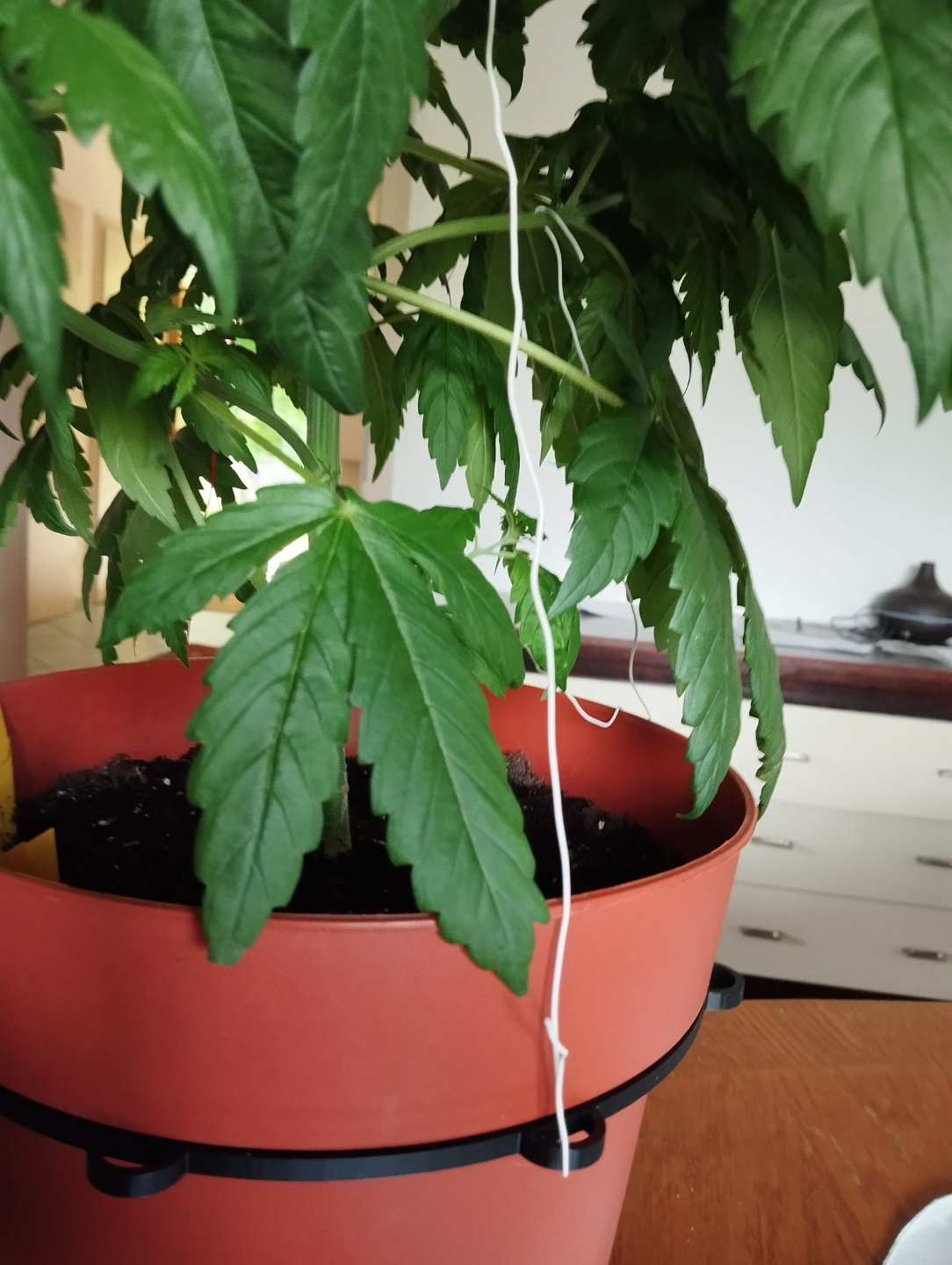 Grow Plant Binder