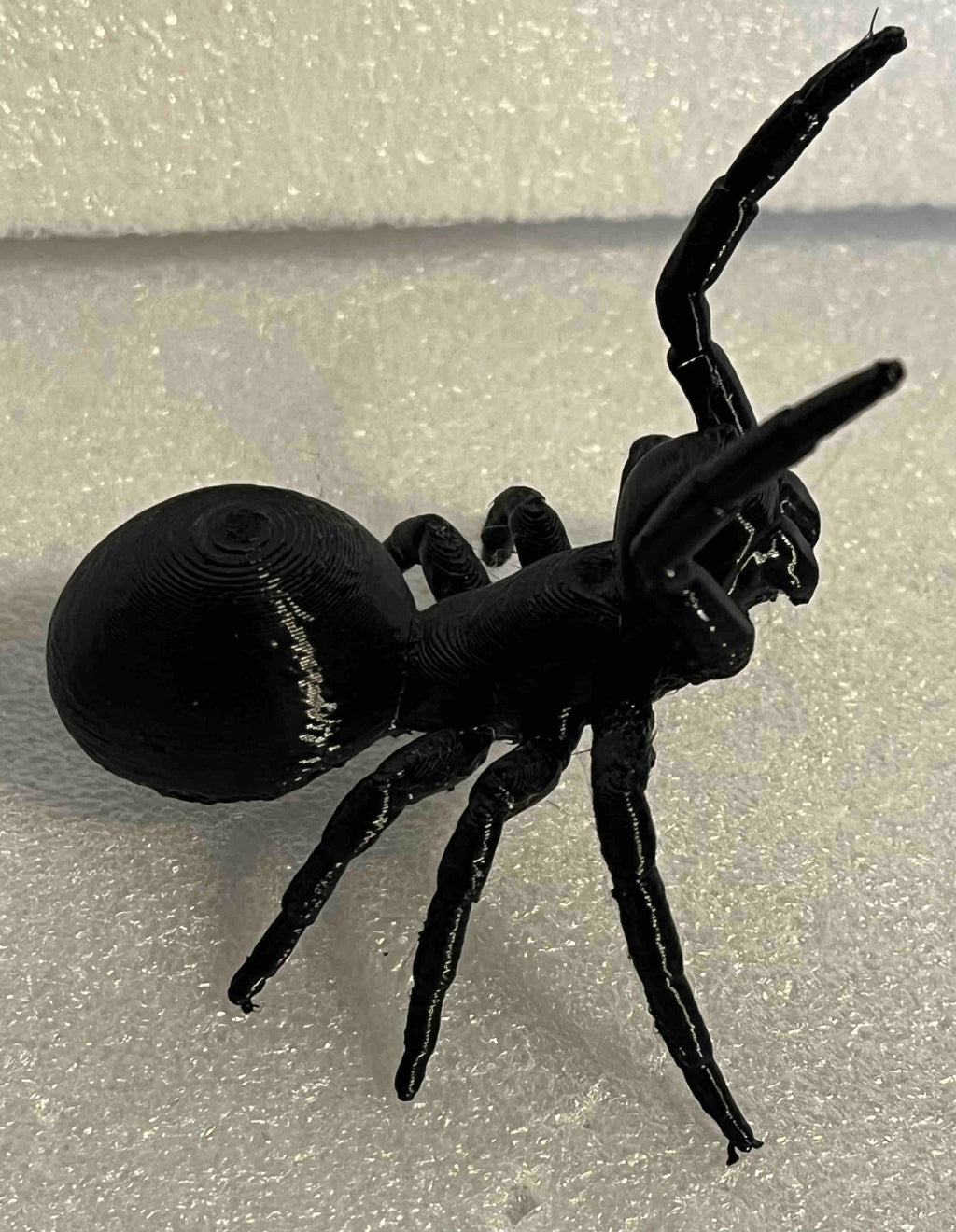 Australian Funnel Web Spider