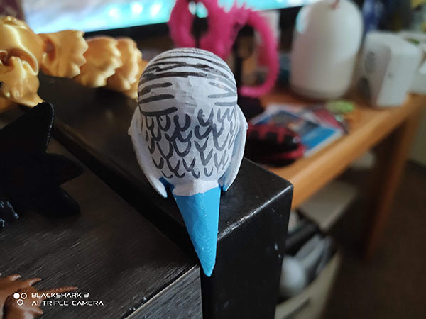 Little Budgie