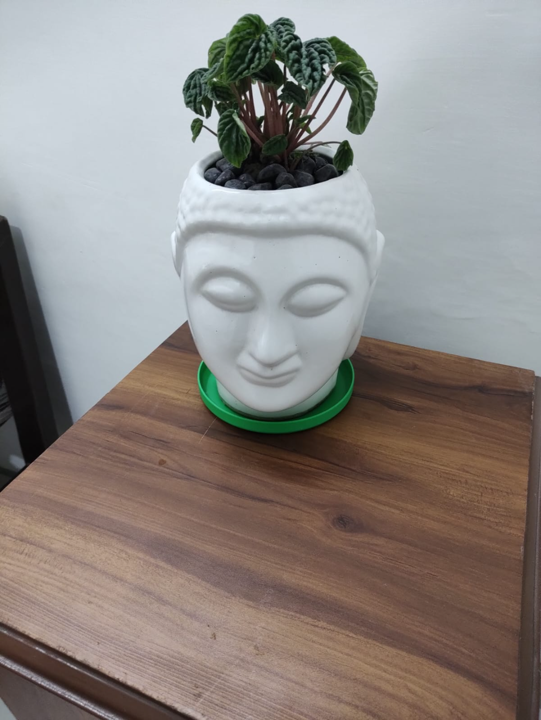 Plant Saucer