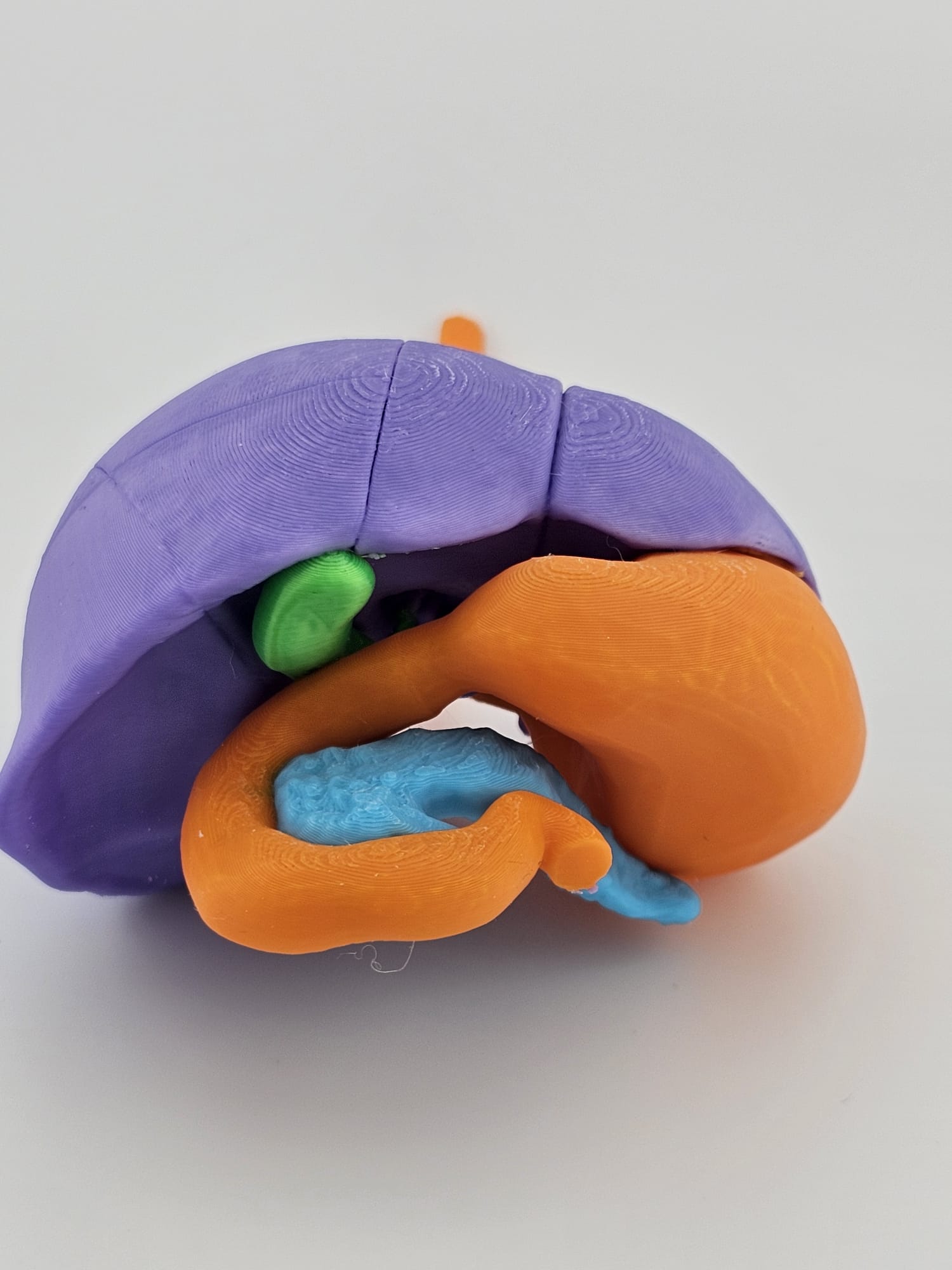 4-Color Anatomy: Upper Gastrointestinal Tract