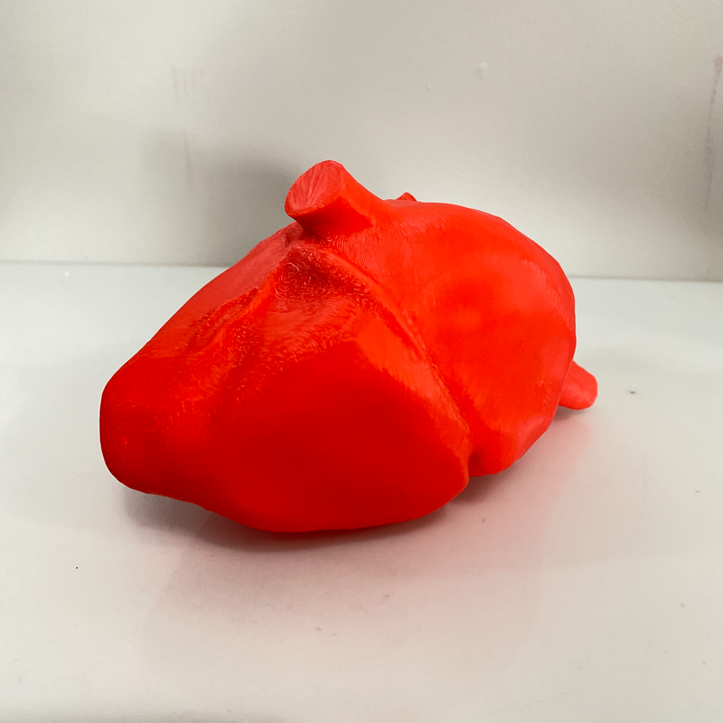 Anatomically Accurate Heart - Solid Model