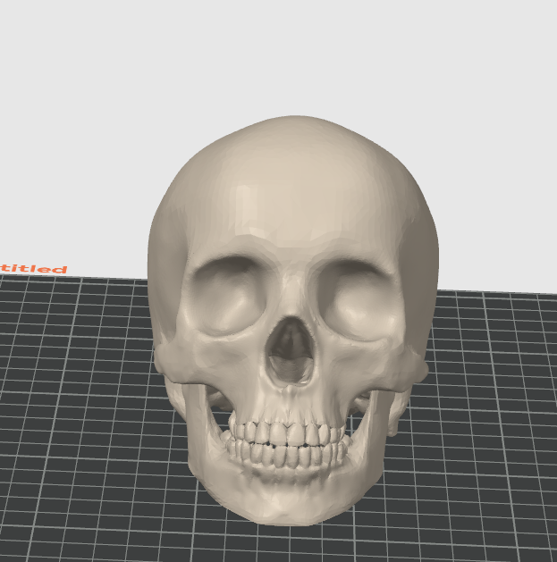 Life Size Human Skull