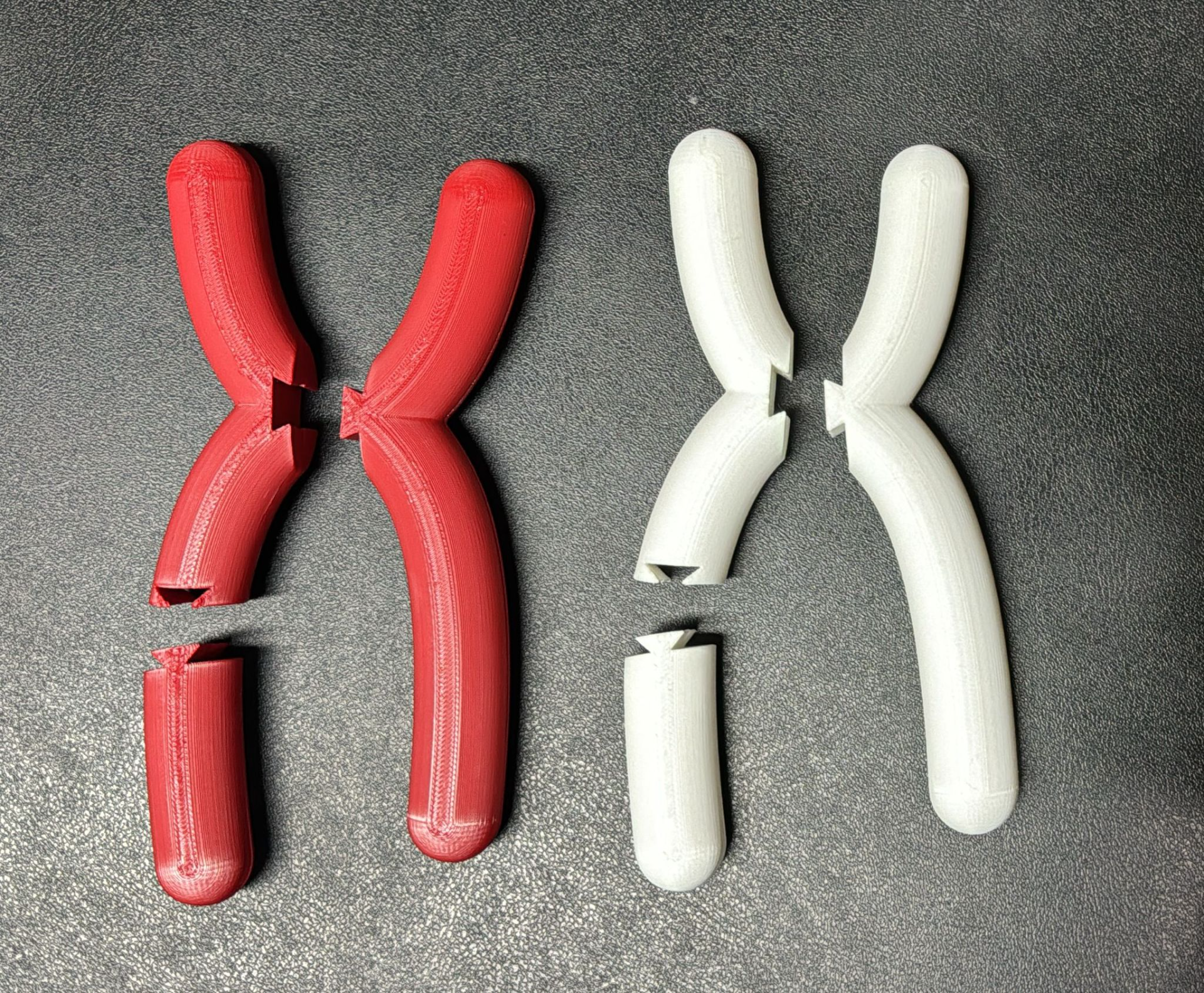 Chromosome