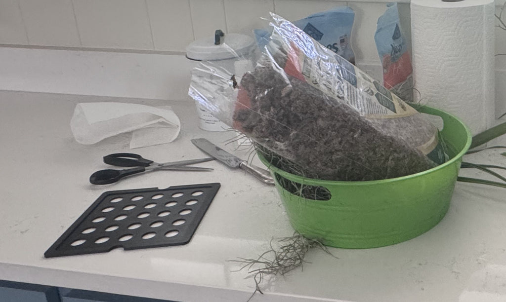 Hanging Planter Root Mount