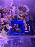 Seedling Pot
