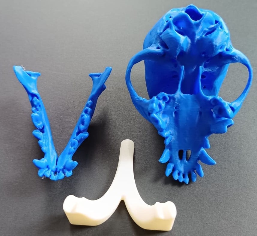 Dog skull (Chihuahua) from scan