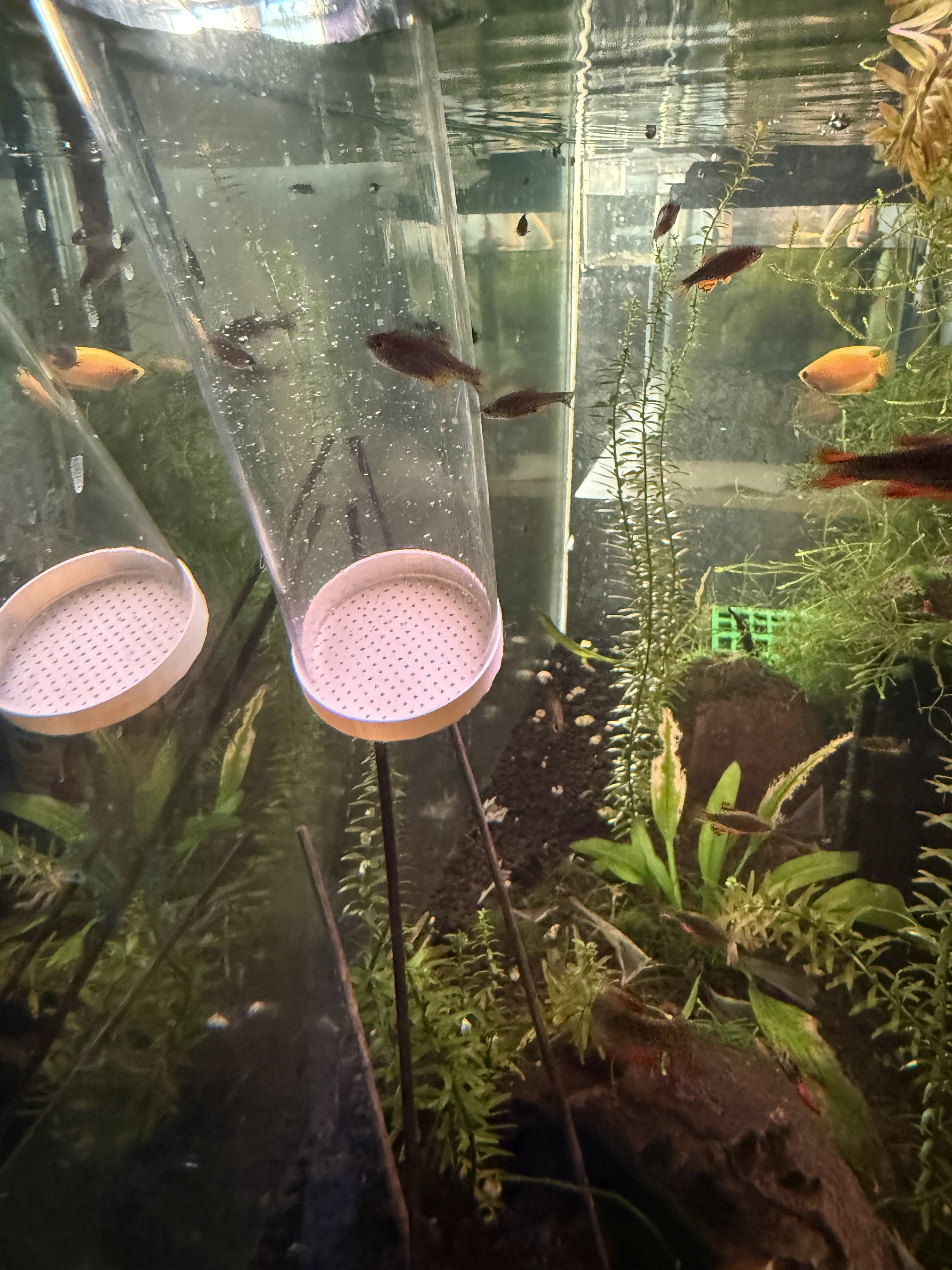 Python Water Change Cap for Shrimp