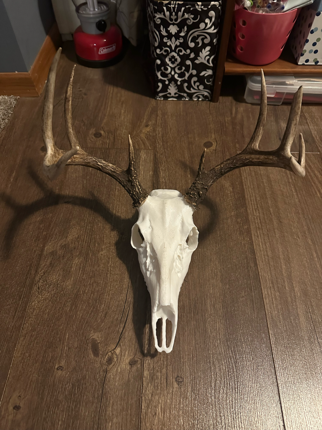 WhiteTail Skull Mount