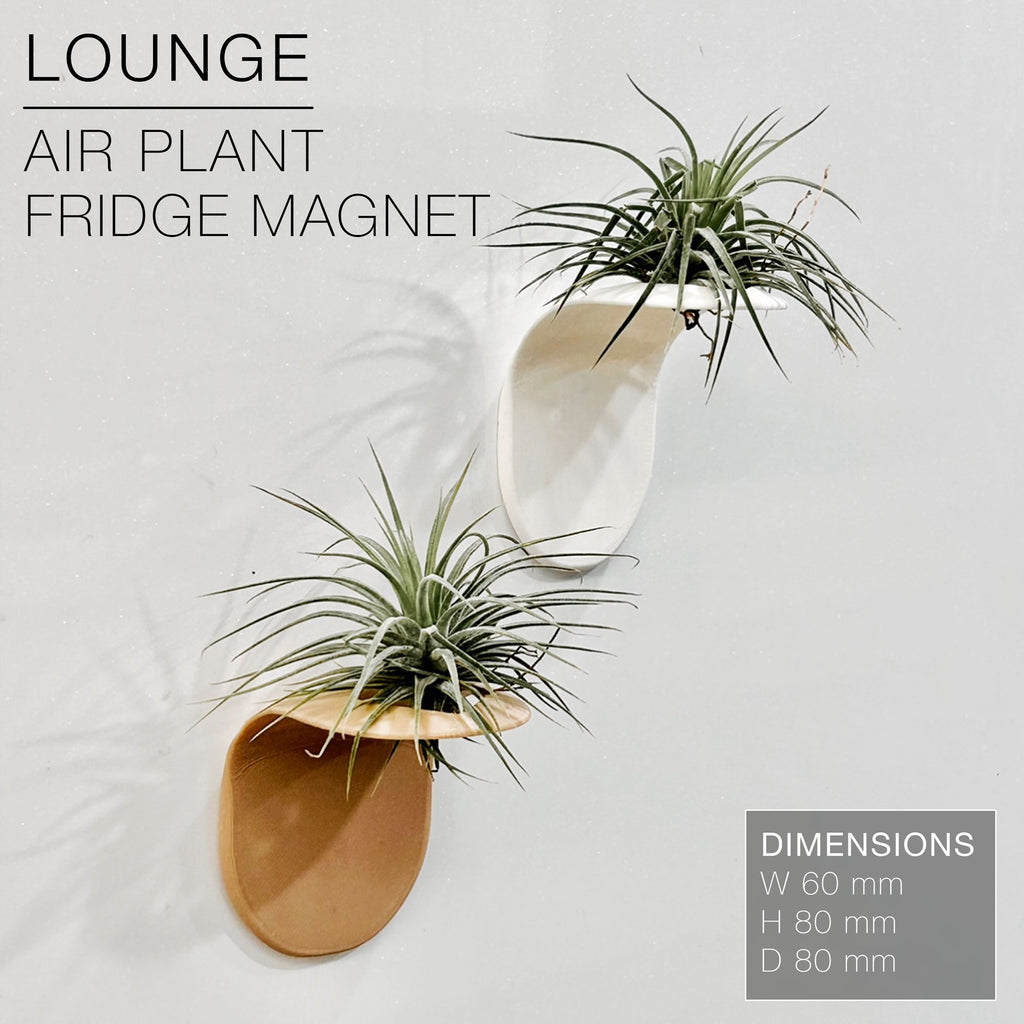 LOUNGE | Air Plant Holder Fridge Magnet