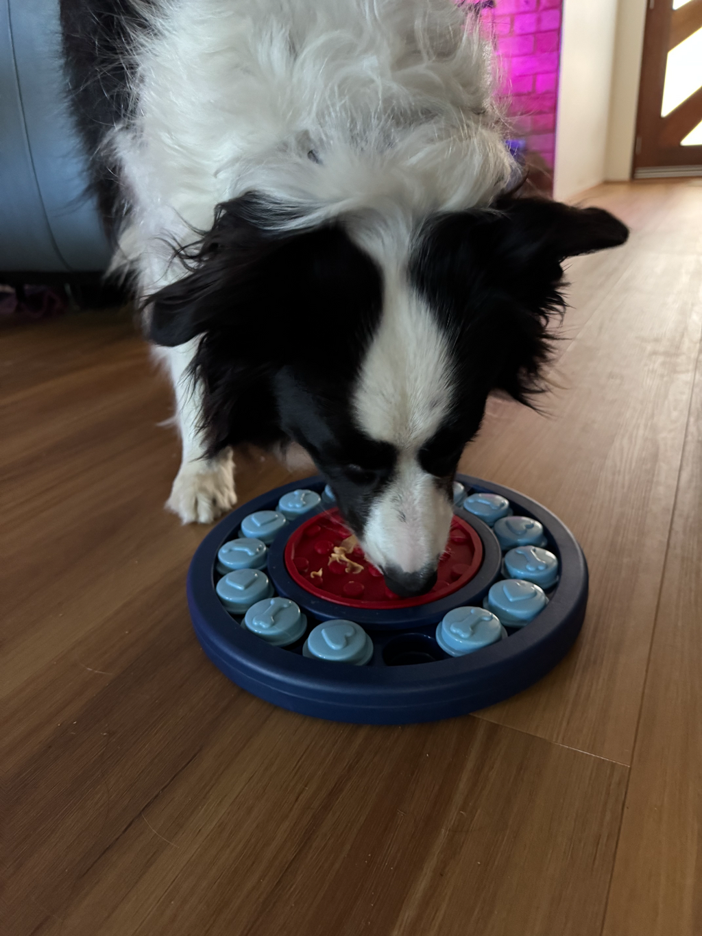 Dog Licky Mat 15cm Insert