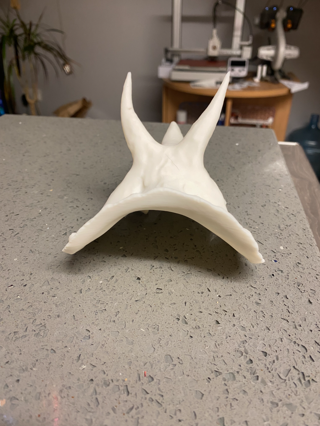 dinosaur skull- triceratops