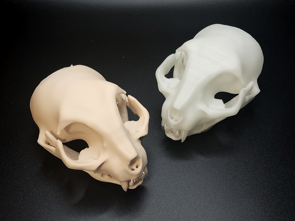 Cat Skull - Easy(ish) Print