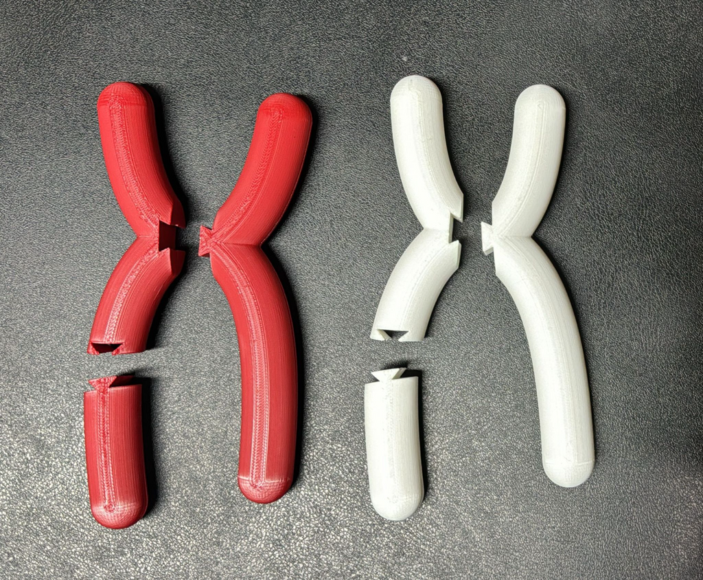 Chromosome