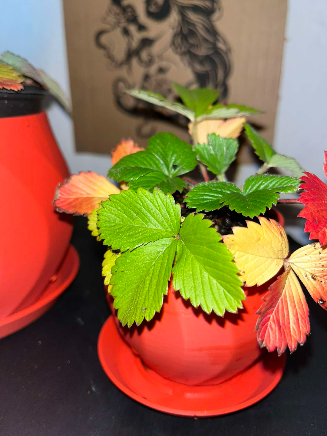 A flower pot with a tray for bouquets, bonsai