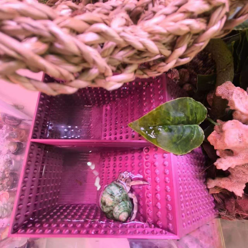 寄居蟹水槽爬宠水盆
