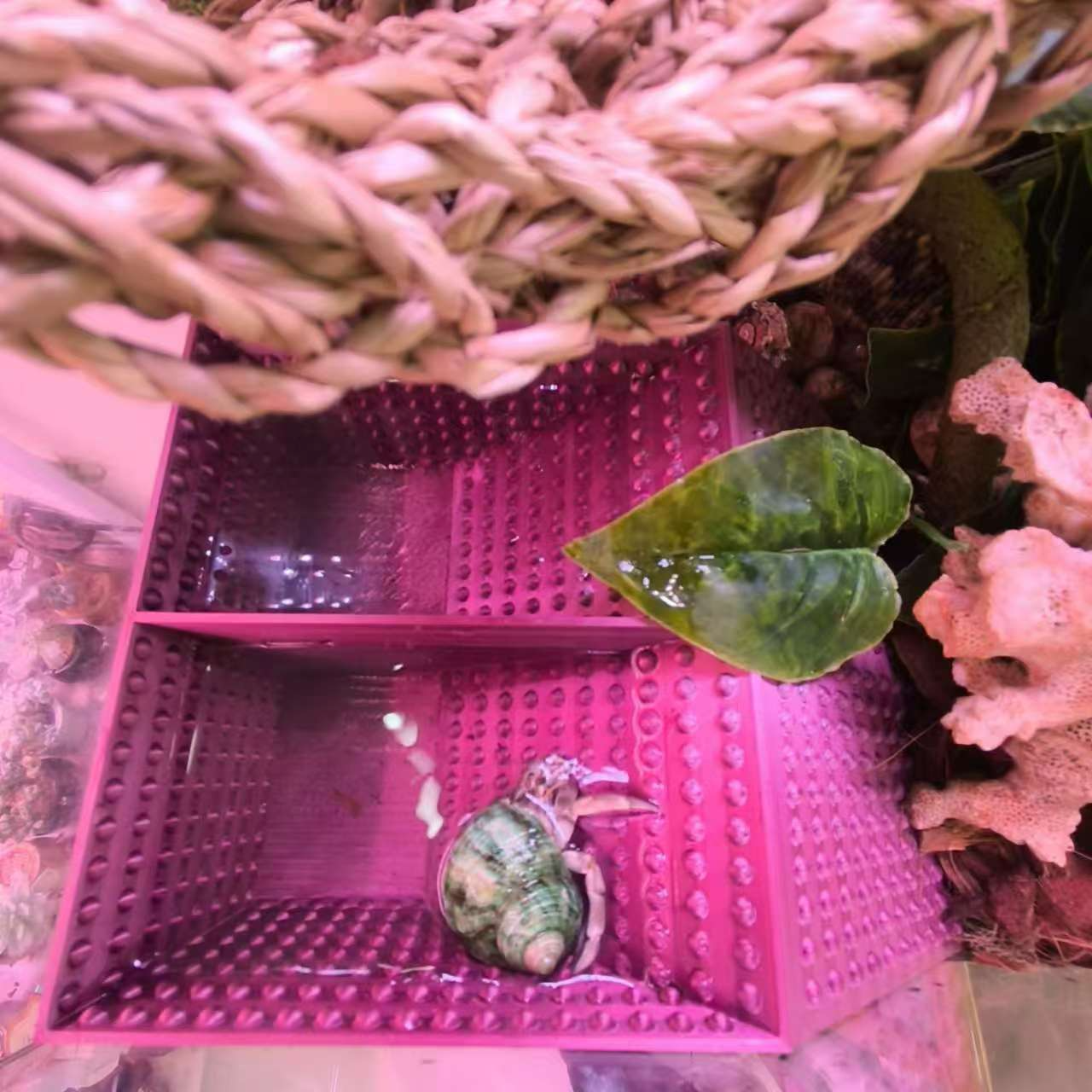寄居蟹水槽爬宠水盆