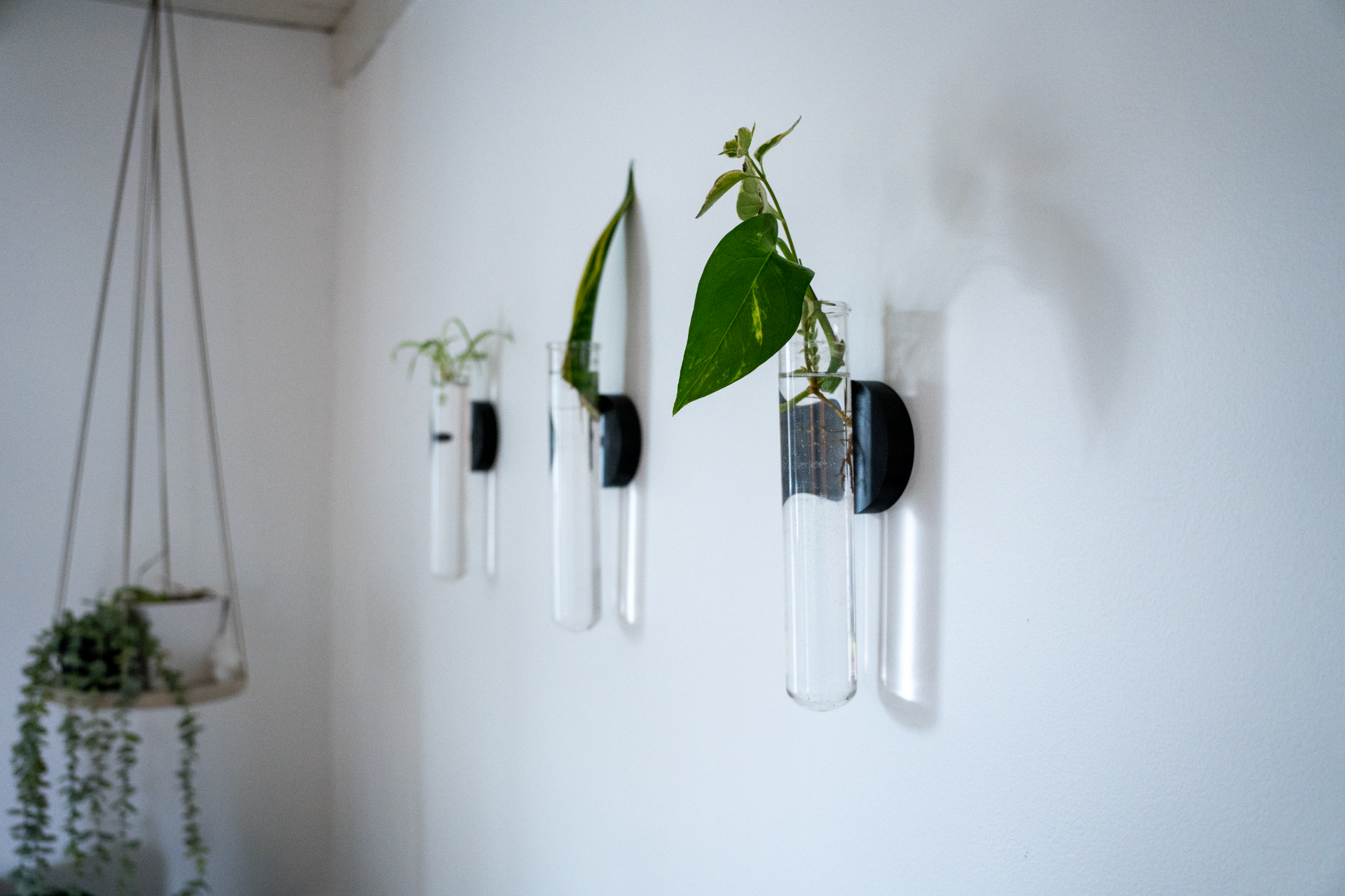 Propagation Test Tube Plant Wall Mount