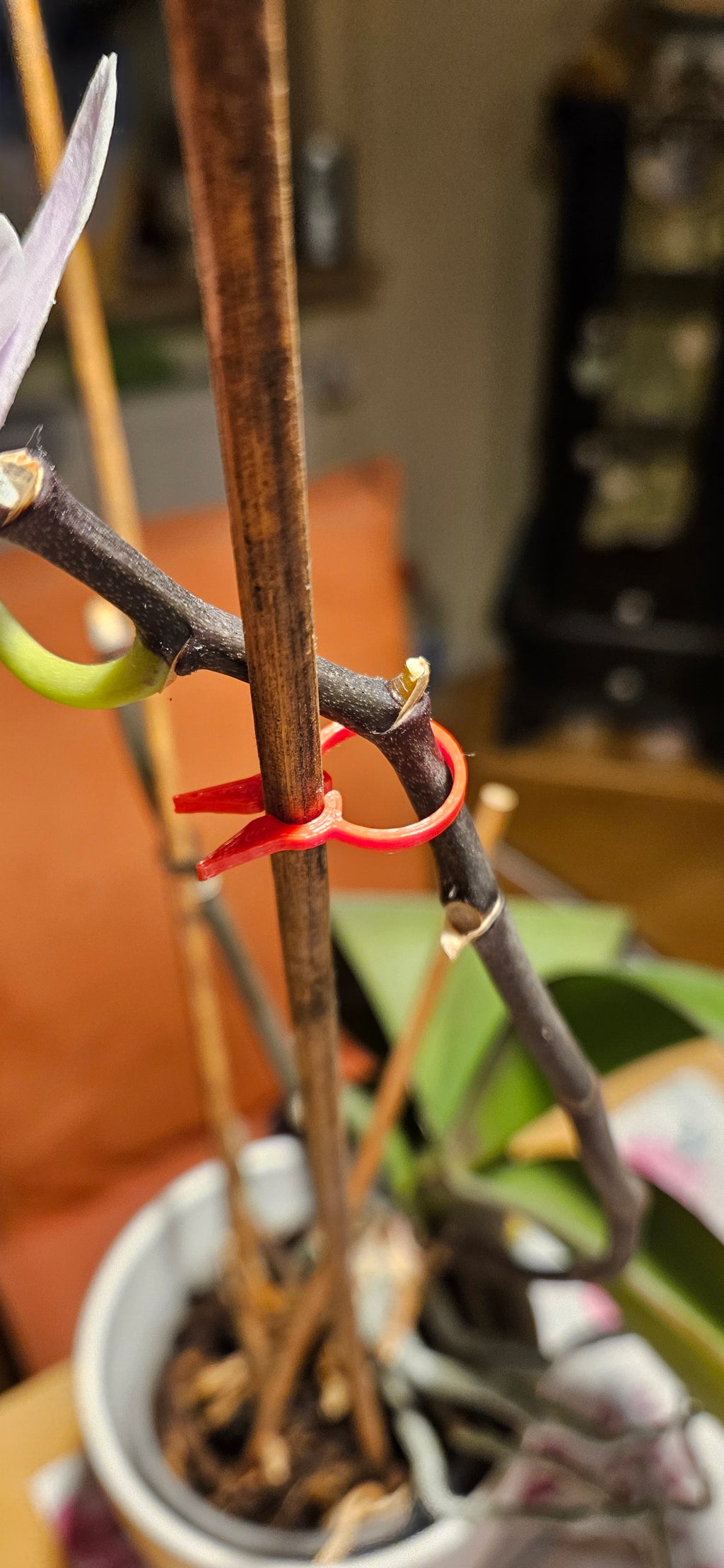 PflanzenClip / Plant Clip
