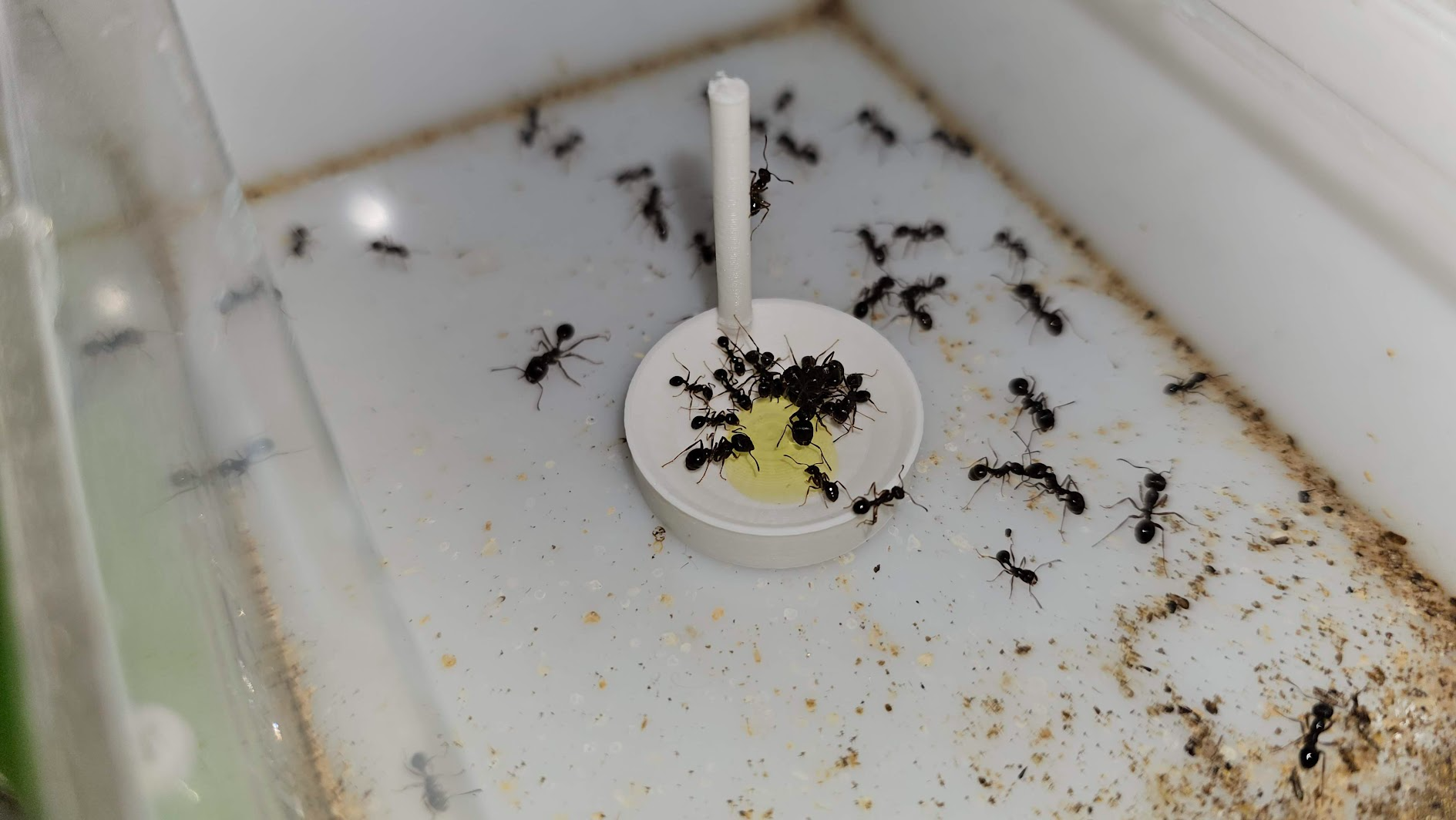 Simple ant farm food tray
