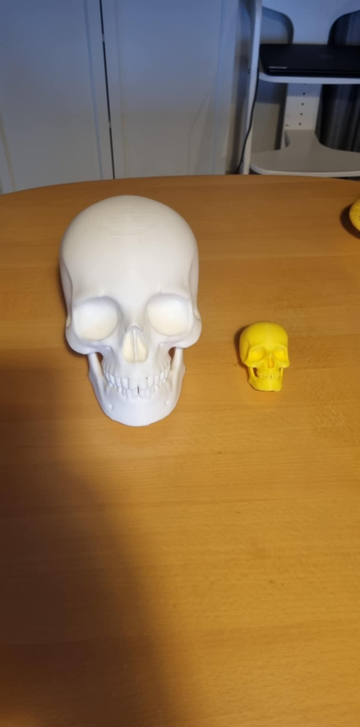 Human Skull perfect for Halloween