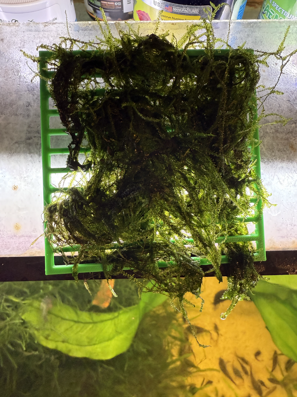 Aquarium Hanging Moss Wall