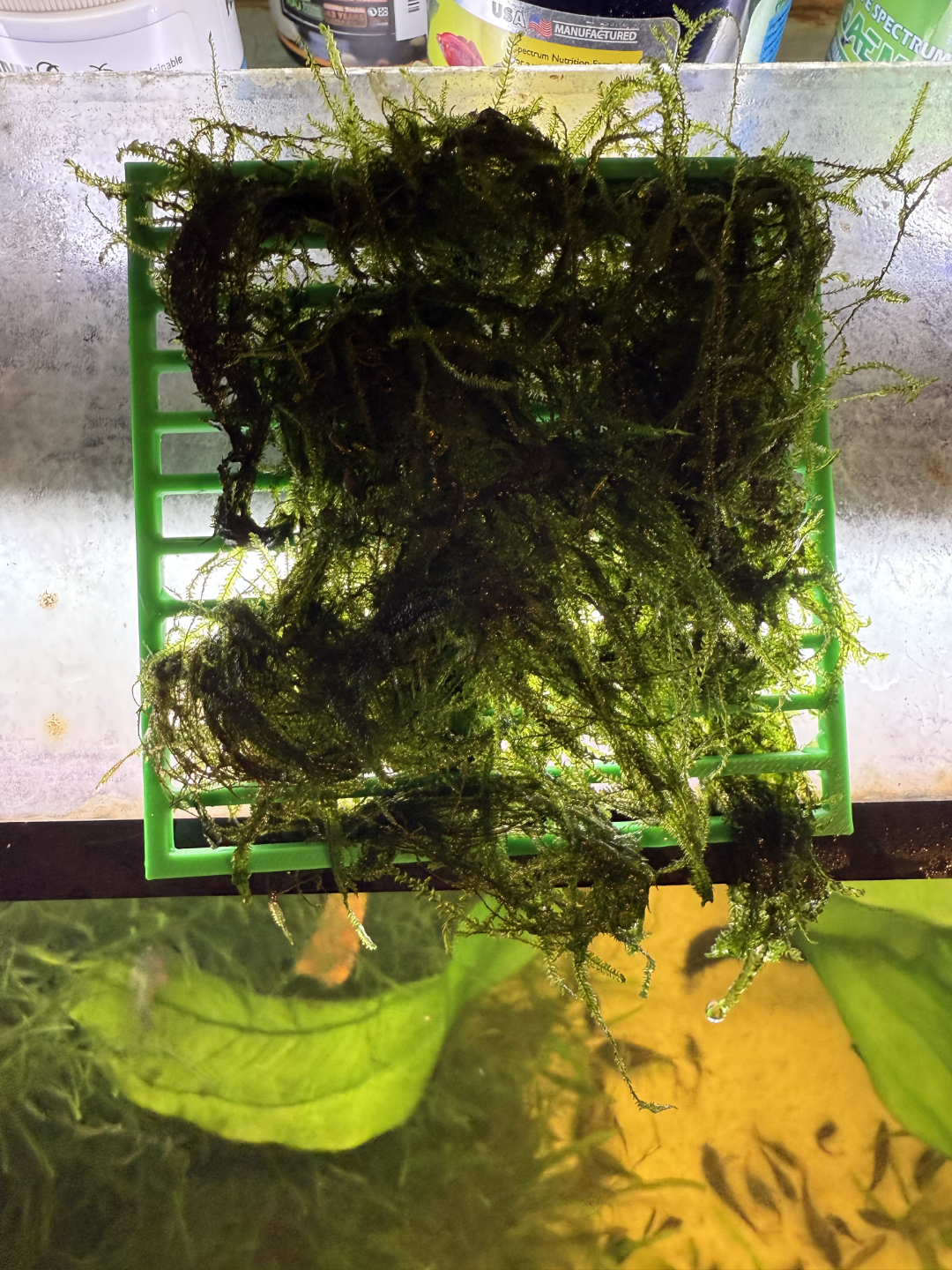 Aquarium Hanging Moss Wall