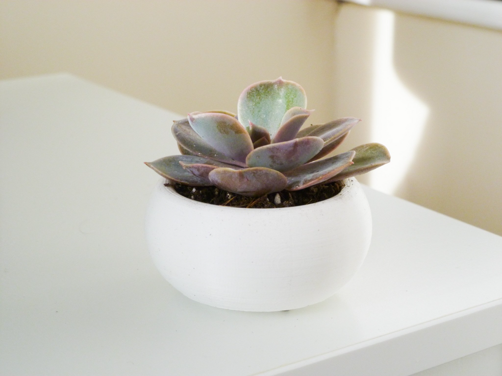 Mini Succulent Planter Bonsai Style