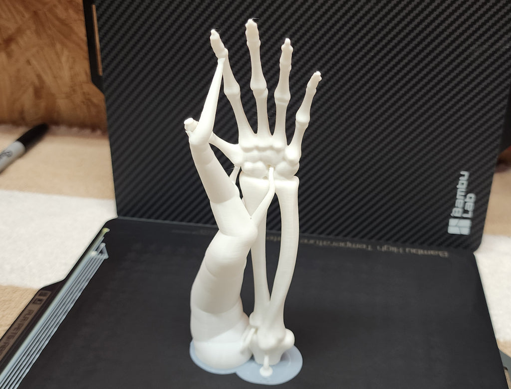 Skeletal Forearm & Hand